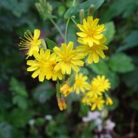 Солнечный букетик :: Лидия Бусурина