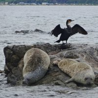 Баклан и нерпы :: Лидия Бусурина Баклан и нерпы :: Лидия Бусурина