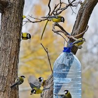 Весёлая семейка! :: Валентина  Нефёдова 