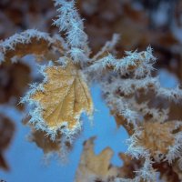 Изморозь :: Оксана Новик 