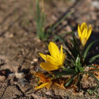 Крокус, или Шафран :: Оля Богданович