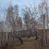 Березки... :: Андрей Хлопонин Березки... :: Андрей Хлопонин