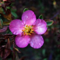 Ещё цветёт лапчатка :: Людмила Смородинская