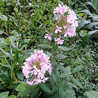 Цветы. :: Владимир Драгунский Цветы. :: Владимир Драгунский