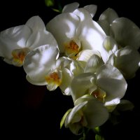 Утро орхидеи :: Юрий. Шмаков