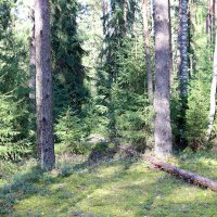 Солнечный день в лесу :: Ольга 