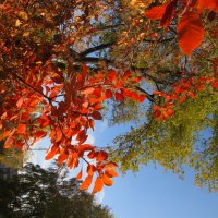 октябрь :: Елена Шаламова