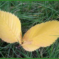 Вестники осени :: Ольга Довженко