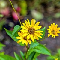 Гелиопсис :: Валерий Иванович Гелиопсис :: Валерий Иванович