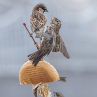 из жизни воробьев . :: юрий макаров