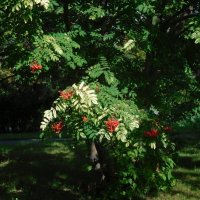 В осеннем парке :: ирина 