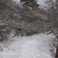 Природа Крыма :: Amazing Cosmea