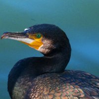 Крупным планом :: Валентин Семчишин Крупным планом :: Валентин Семчишин