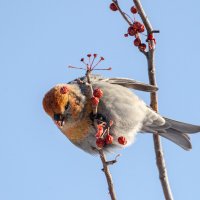 Щур :: Виктор Иванович Чернюк Щур :: Виктор Иванович Чернюк
