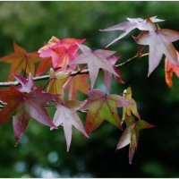 ЭТЮД... :: Elvira E. 