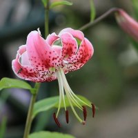 Лилия :: ZNatasha -