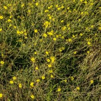 Лужайка :: Анатолий Чикчирный