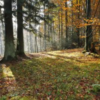 Лес, точно терем расписной, лиловый, золотой, багряный...стоит над светлою поляной :: Ирэн 