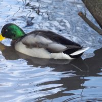 У пруда :: Freddy 97