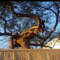 114 (87) :: CLOSE WAYS ALL