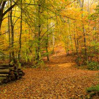 Осенний лес. :: Lucy Schneider Осенний лес. :: Lucy Schneider