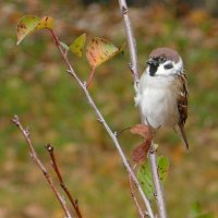 Воробей :: Елена Елена