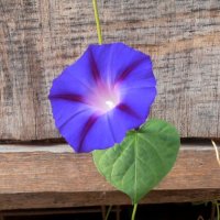 Осенний вьюнок :: Наталья 