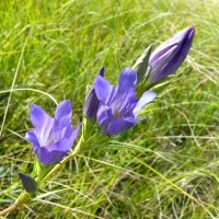 Горечавка :: Елена Елена Горечавка :: Елена Елена