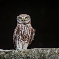 Артист :: Александр К.