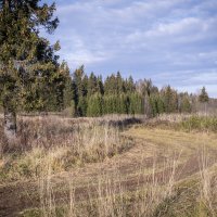 Урожай шишек :: Сергей Ц