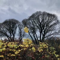 В осеннем парке. :: Любовь 