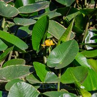 Кубышка желтая. :: Argaman Табашник