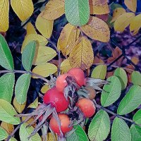 Шиповник :: Сергей Кочнев