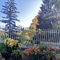 Осенние цветы :: Сапсан 