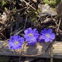 Вот и весна! :: Ольга Савельева 