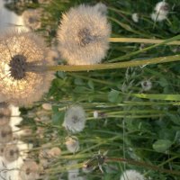 Одуванчики :: Ольга Савельева 