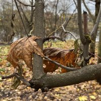 ***чудное в природе*** :: Olga Oskolkova