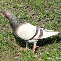 Голубь :: Светлана Ищенко