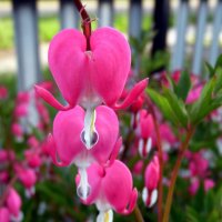 Дицентра. :: nadyasilyuk Вознюк