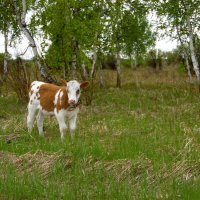 Скучает бычок на полянке. :: nadyasilyuk Вознюк Скучает бычок на полянке. :: nadyasilyuk Вознюк
