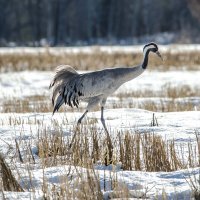 Весенний гость :: Михаил Белоусов