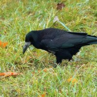 Грачи ещё не улетели. :: Татьяна Помогалова