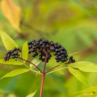 Бузина :: Игорь Сикорский Бузина :: Игорь Сикорский