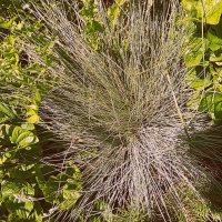 Цветы. :: Владимир Драгунский