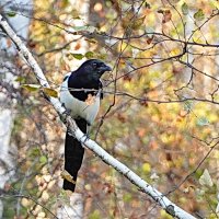 Пригорюнилась красотка :: Галина Кан