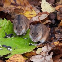 Полевые мышки :: Лина 