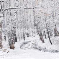 Березы :: Марина Фомина. Березы :: Марина Фомина.