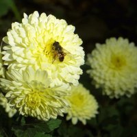 Октябрь подарил тёплые дни :: Татьяна Смоляниченко Октябрь подарил тёплые дни :: Татьяна Смоляниченко