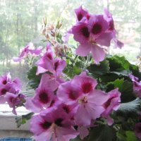 Герань :: Елена Семигина