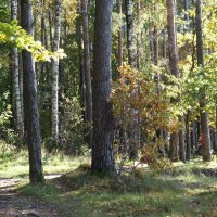 Побережье лесного озера :: Рита Симонова